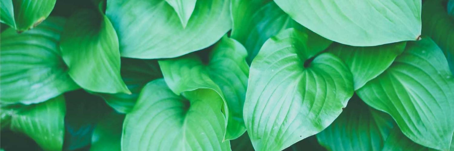 EmeraldHieu's profile banner image