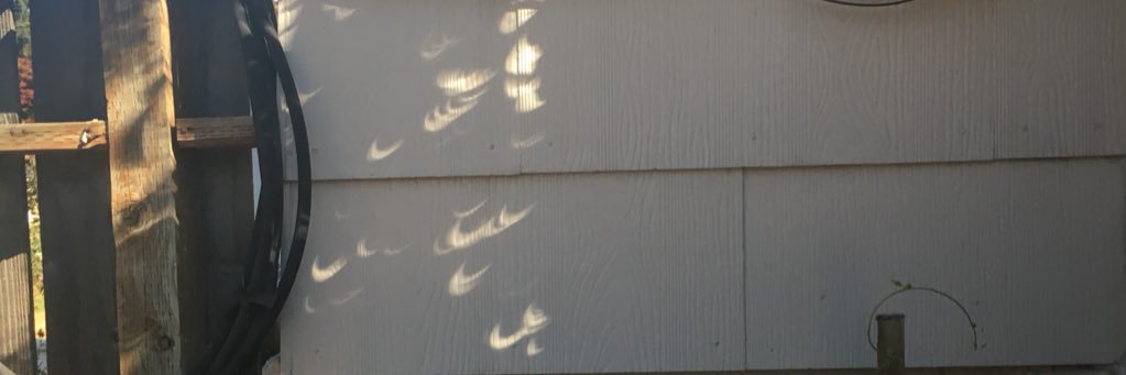 abigoltree's profile banner image