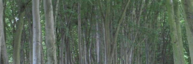 jFrancesch's profile banner image
