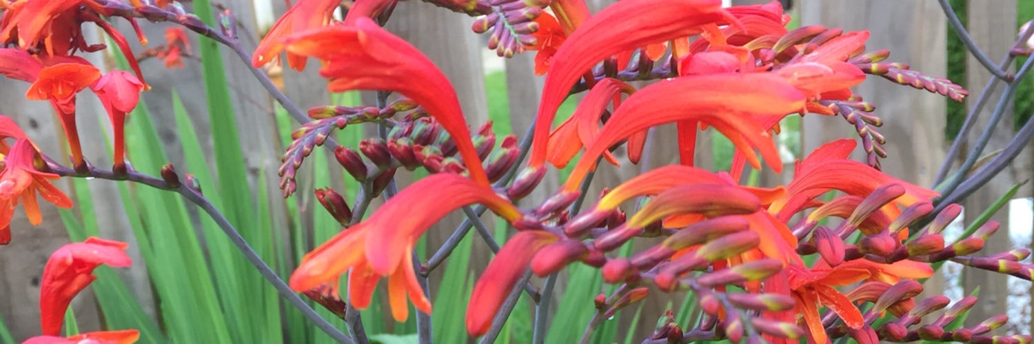 Michelle Donnelly banner