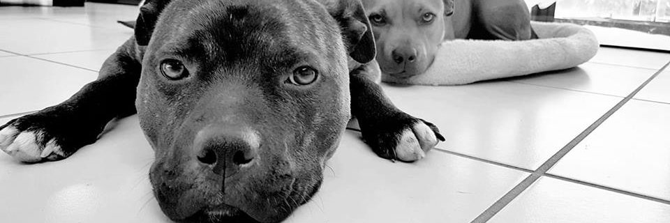 staffy53's profile banner image