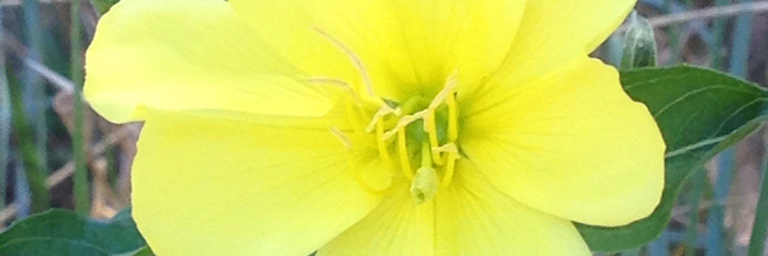 sendliane's profile banner image