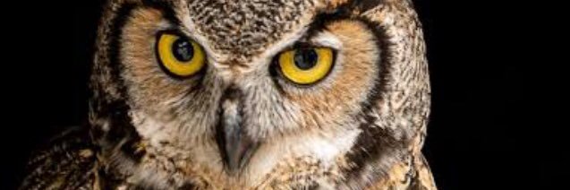 pat_hoad's profile banner image