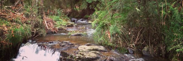 birdconnelly Profile Banner