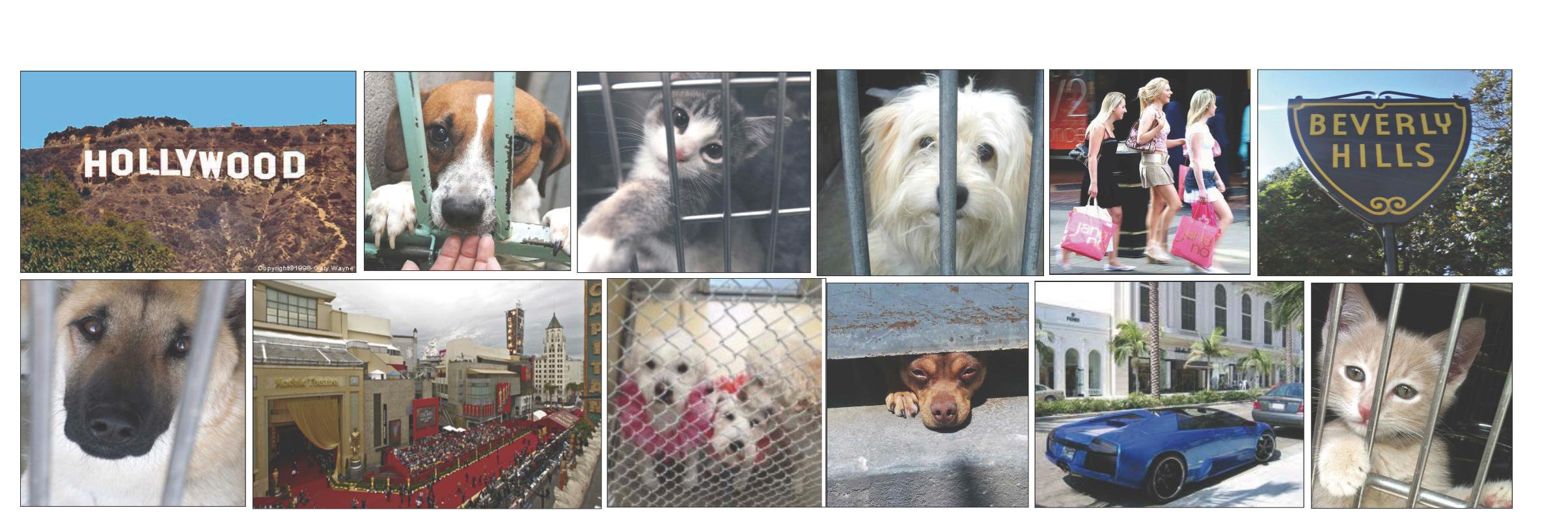 LA4Animals's profile banner image