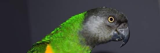 ParrotShu's profile banner image