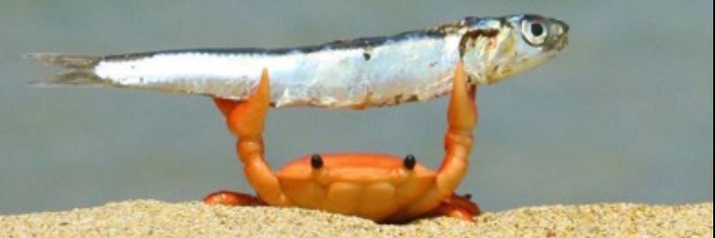 Calvão Bueno™🔻 banner