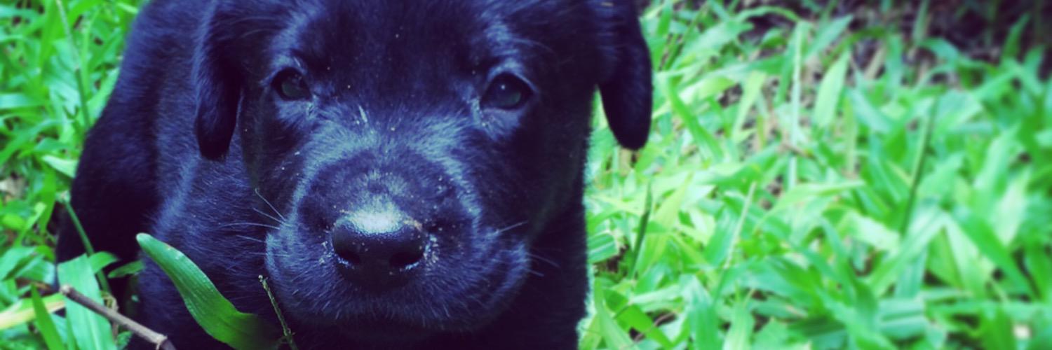 HectorBowWow's profile banner image