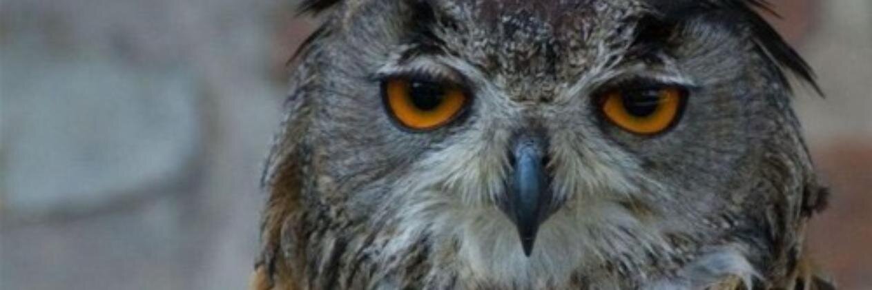 eterodoksi 🇵🇸 banner