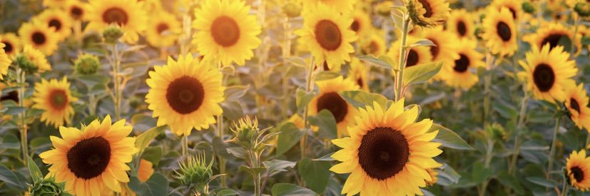 maribix_'s profile banner image