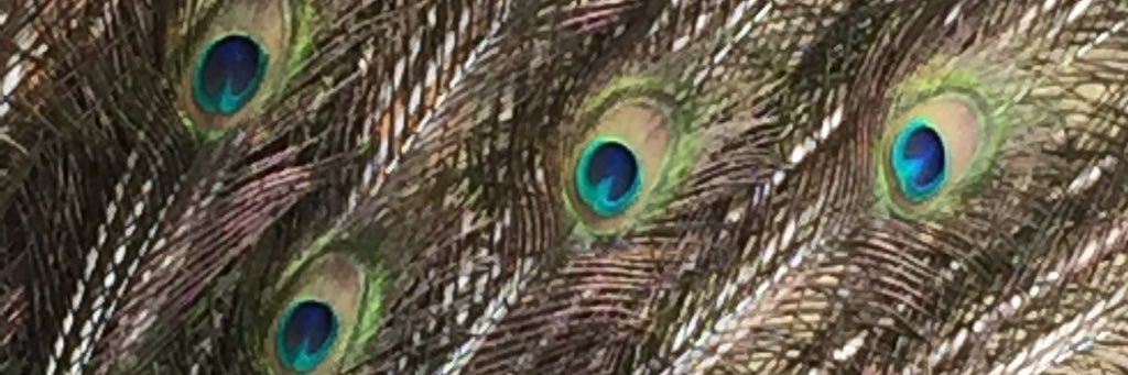 AMCreber's profile banner image