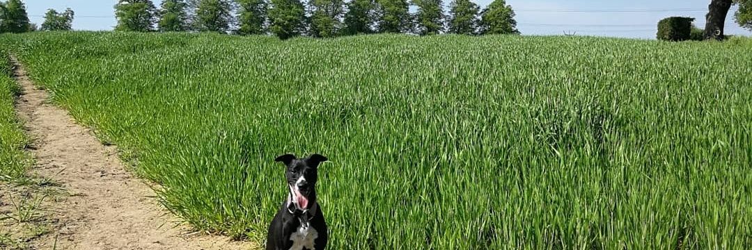 Francesca Thomson banner