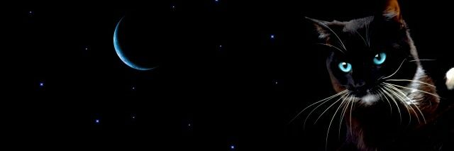LeonardoCat8181's profile banner image
