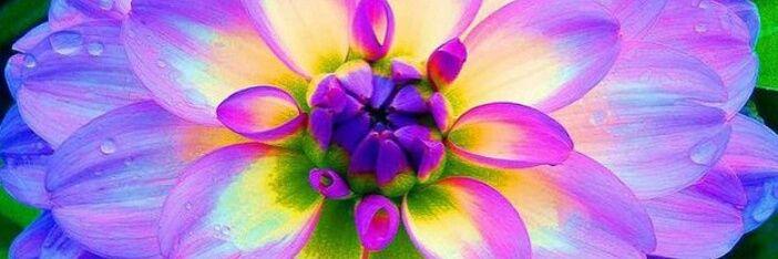 sandi_maree's profile banner image
