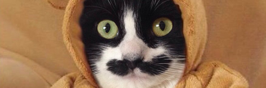 Muppetcatstache's profile banner image