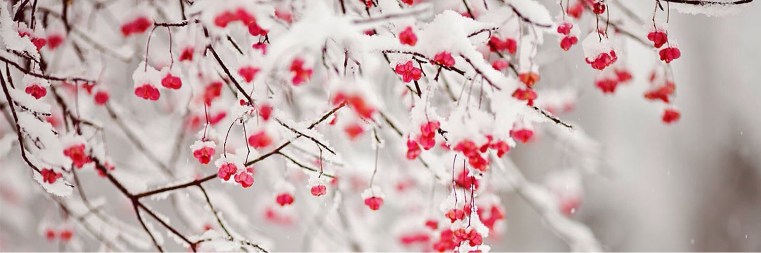 xAlice_FSW's profile banner image