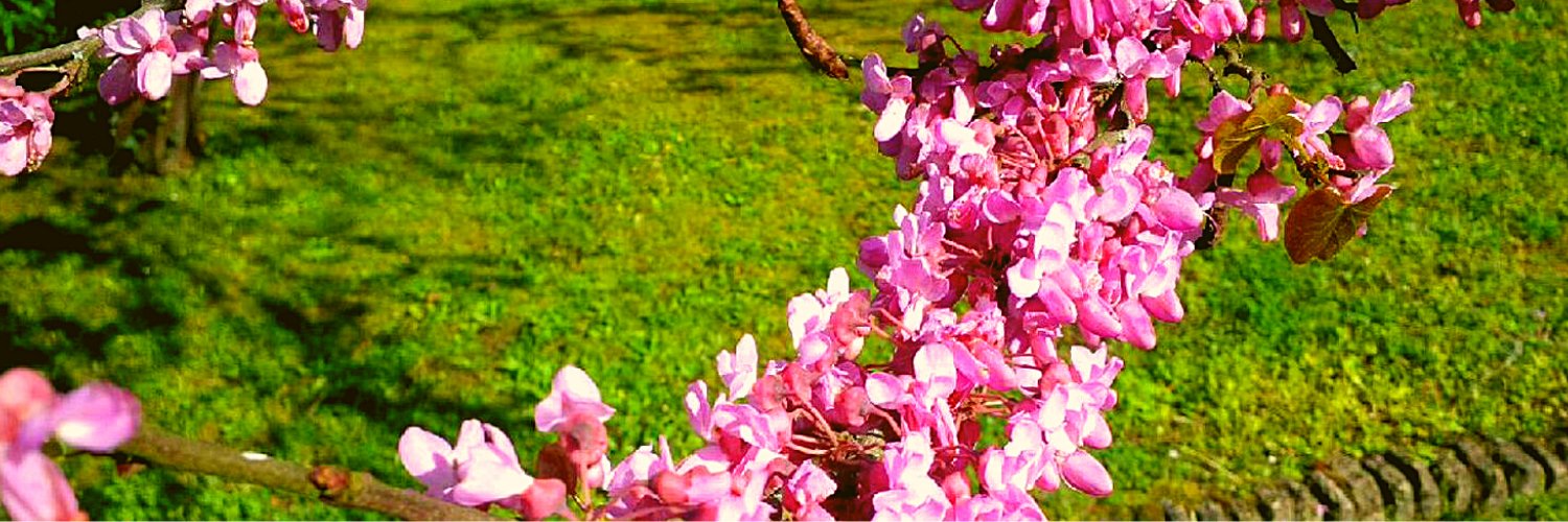 CelineEnfant's profile banner image