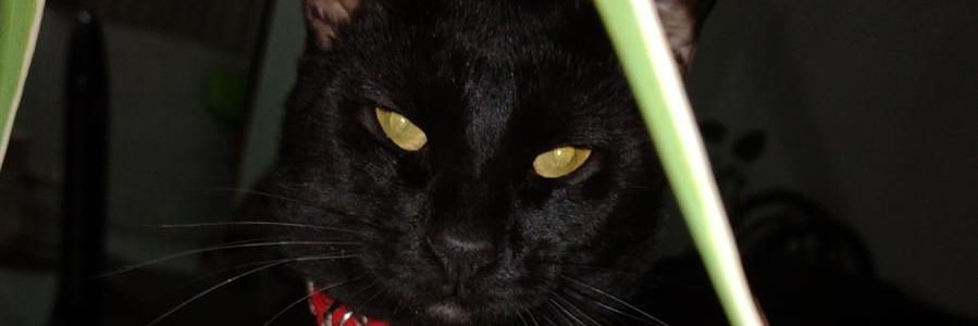 AkilesDL's profile banner image