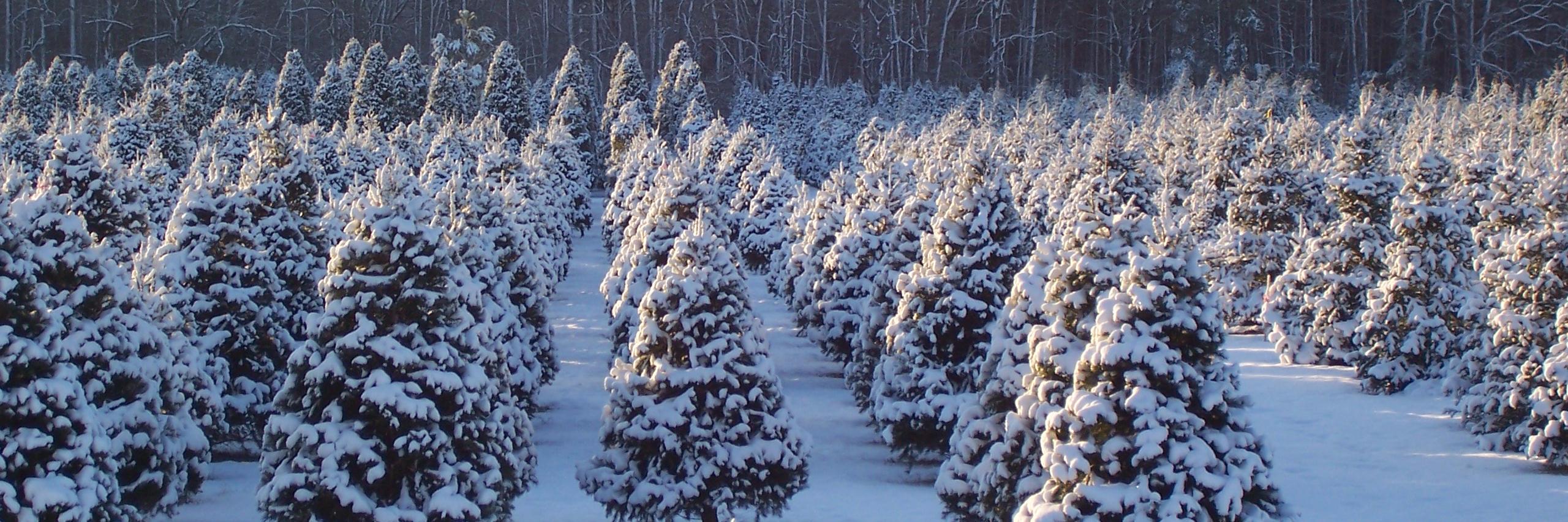 winter_scapes's profile banner image