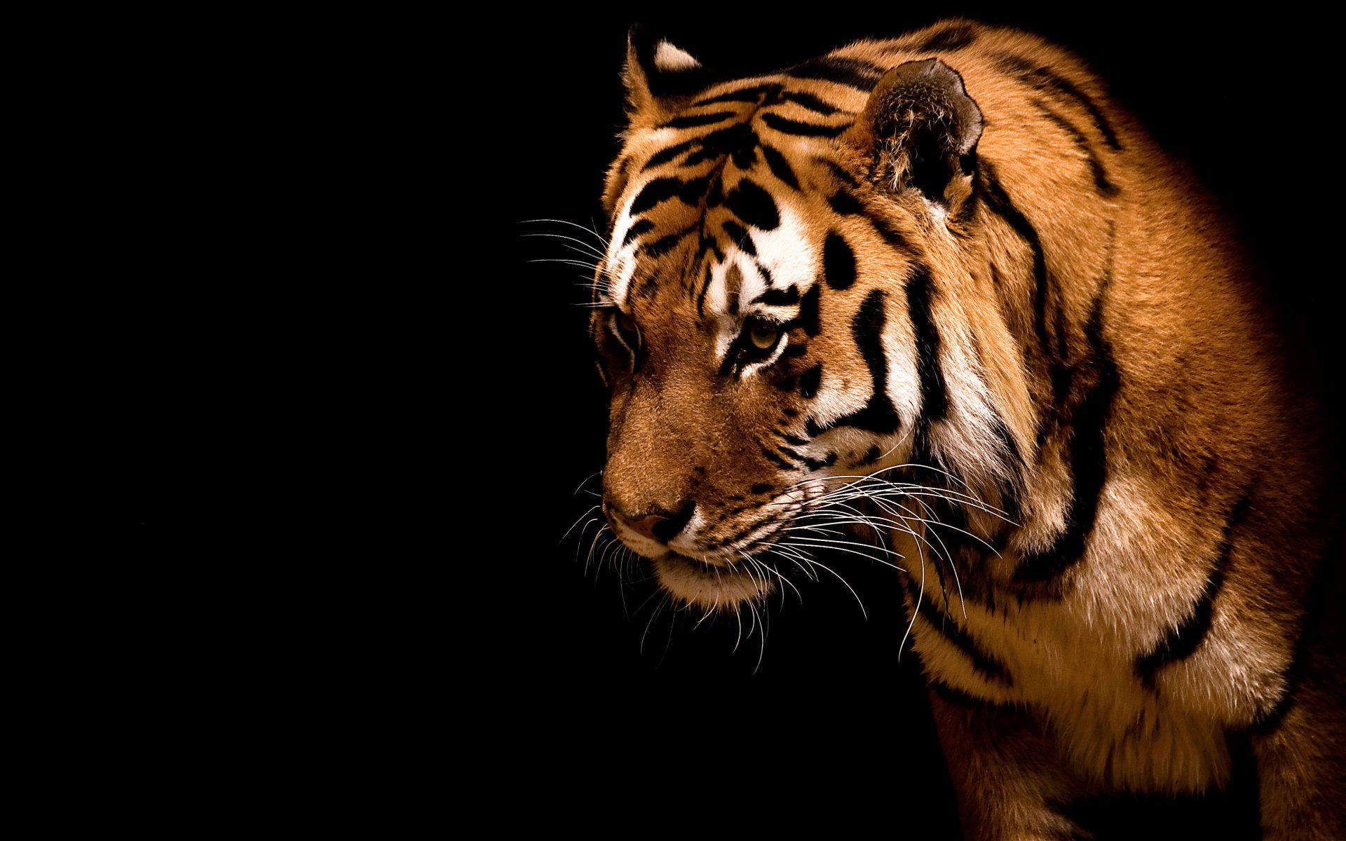 Janek_0912's profile banner image
