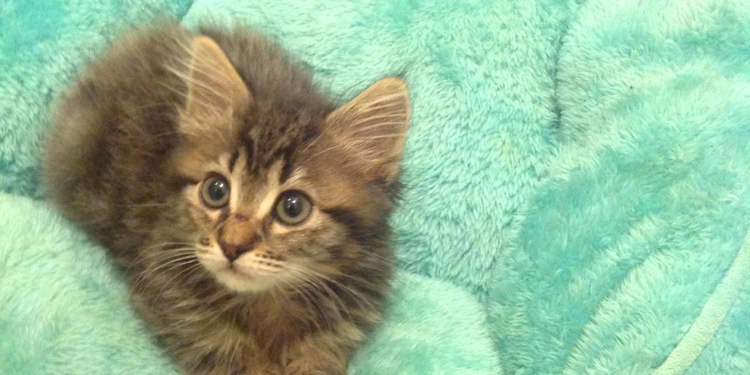 PrettyLilyKitty's profile banner image