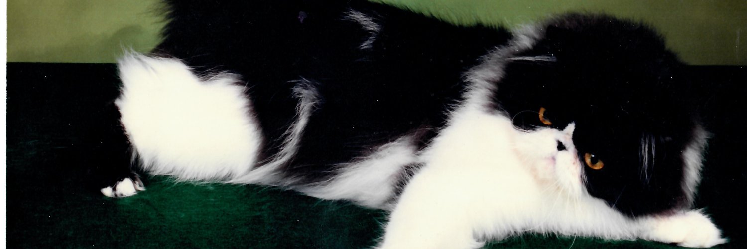 zabu43's profile banner image