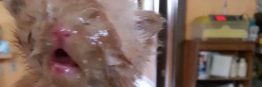 NathanNewwin's profile banner image
