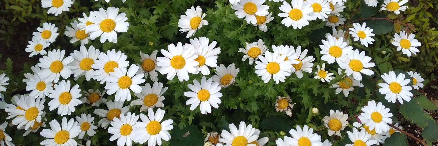 sara10122's profile banner image