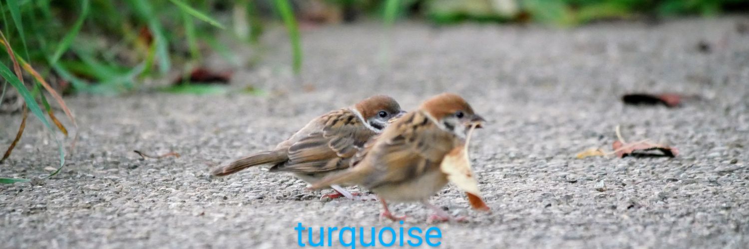 turquoise️☕⒊ banner