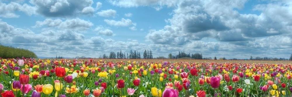 FlorParla's profile banner image