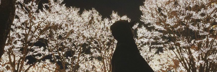 _wlbrth's profile banner image