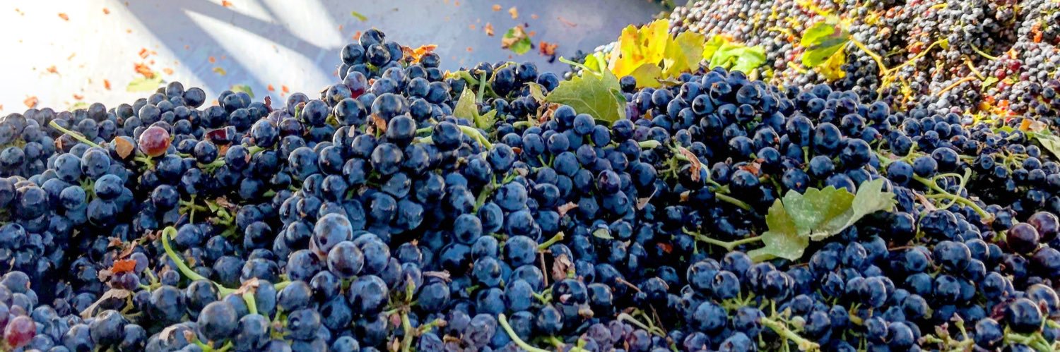 TXWineLover's profile banner image