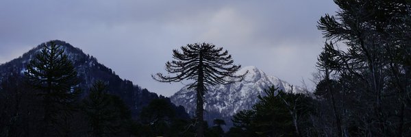 ObservatorioC Profile Banner