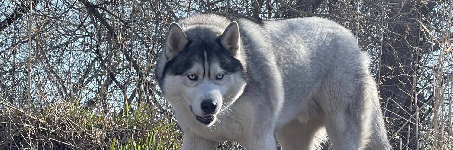 kimodc11's profile banner image
