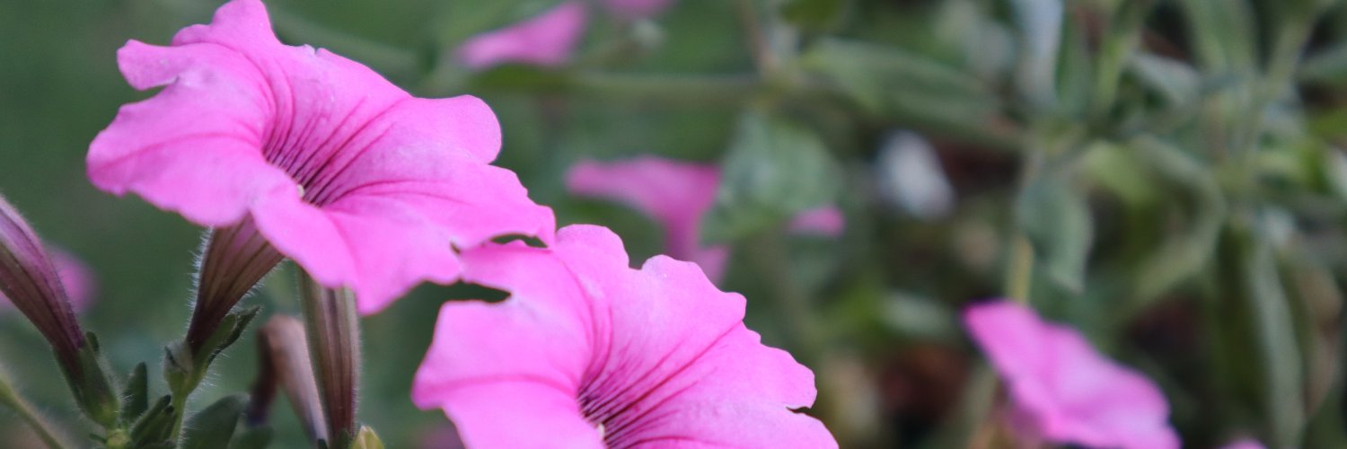 djnemec's profile banner image