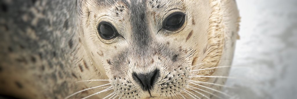 peetjesproet's profile banner image