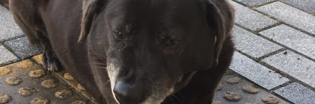 tAsce31's profile banner image
