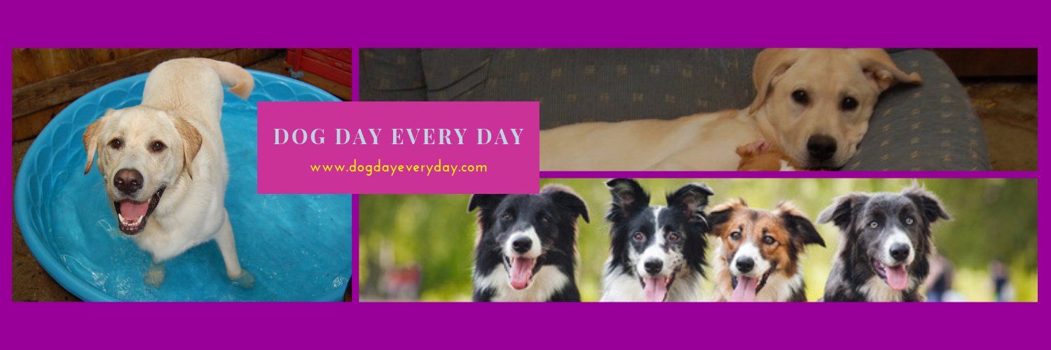 DogDayEveryDay's profile banner image