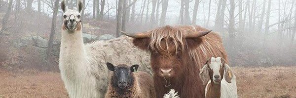 Tagoroman's profile banner image