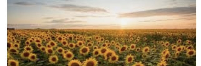 🍁Ali P🍁 banner