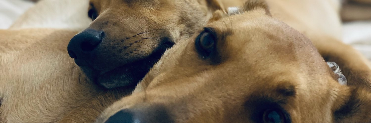 rootapia1's profile banner image