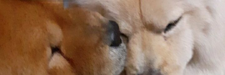 Marie_Ange059's profile banner image
