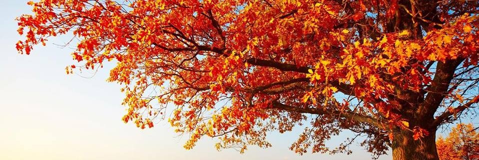 abdelkader_sh's profile banner image