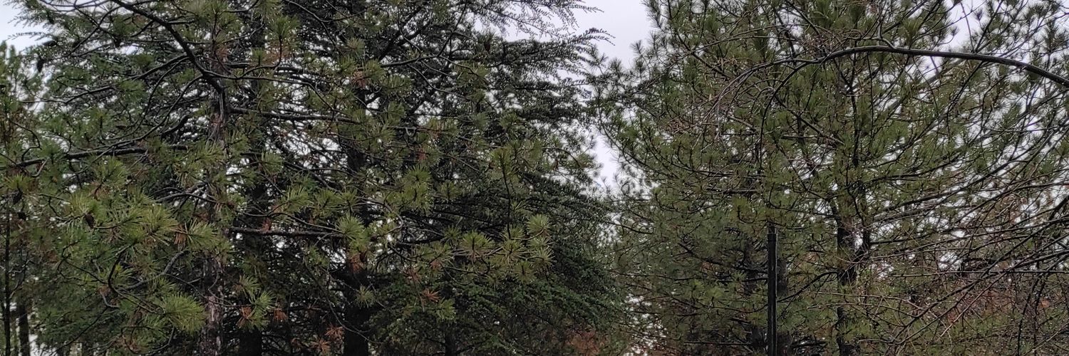 sanirimmelike's profile banner image