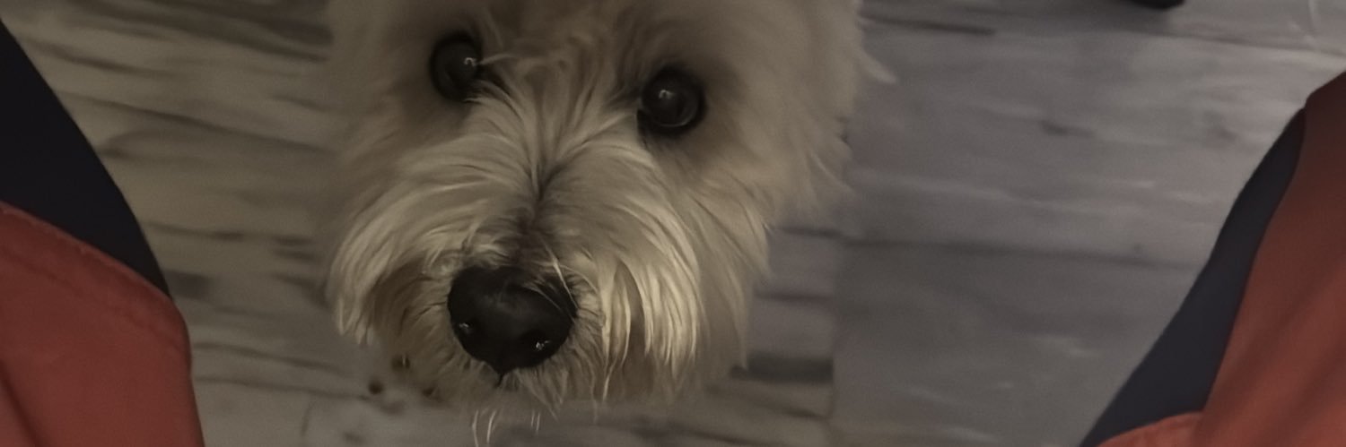 🌟ρяιsмα 💫 banner