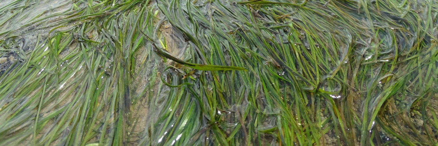 JulesNatureLubber banner