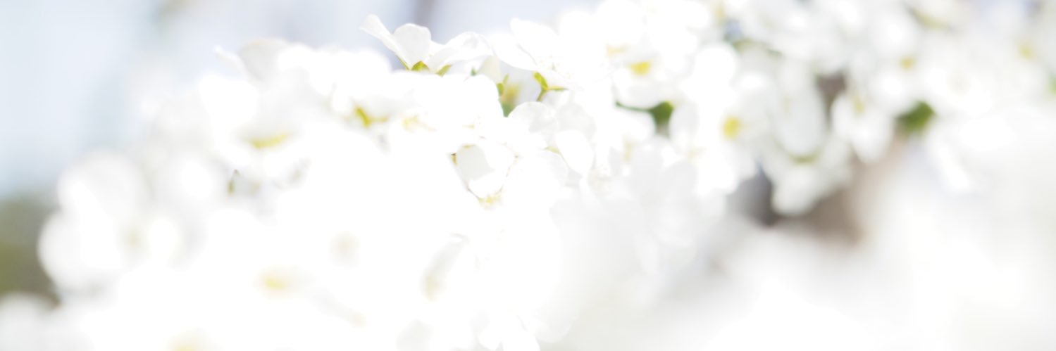 あやの banner