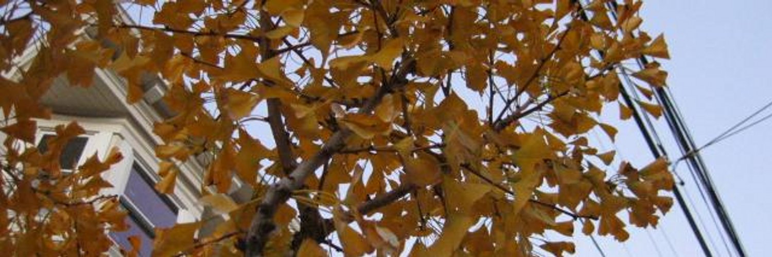 Mai profile banner