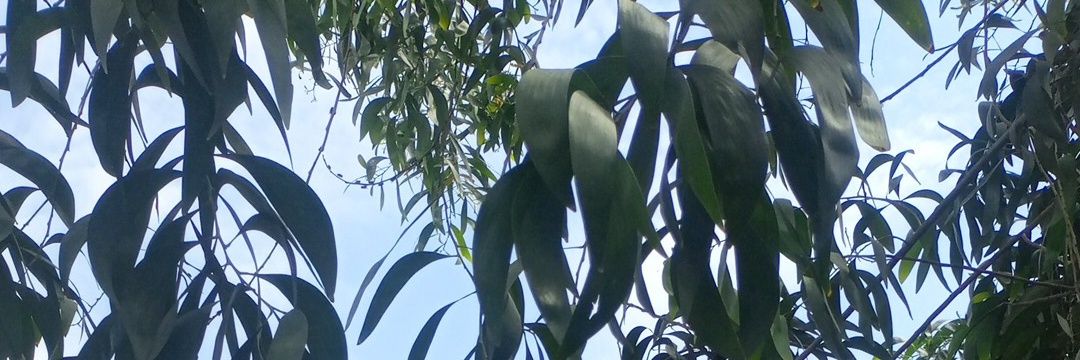 willybaswa banner