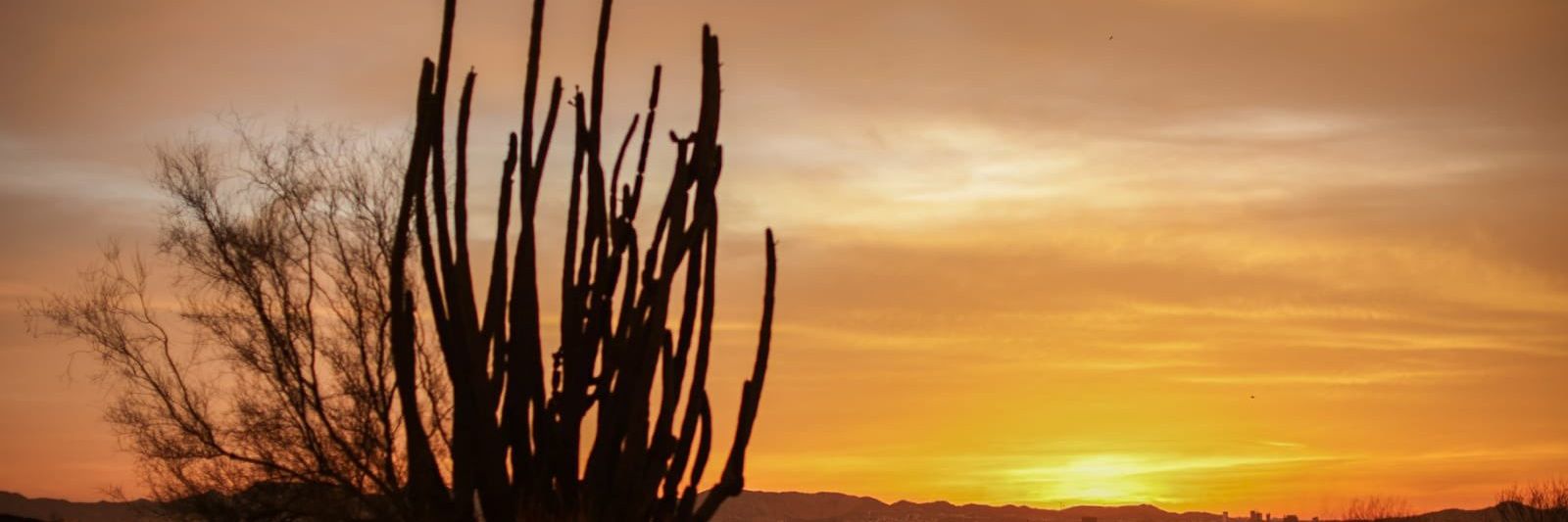 angelcanosuarez's profile banner image